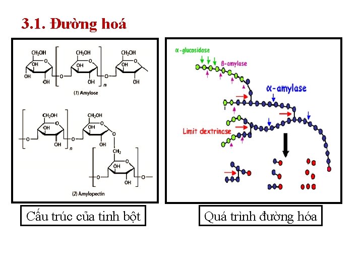 3. 1. Đường hoá Cấu trúc của tinh bột Quá trình đường hóa 