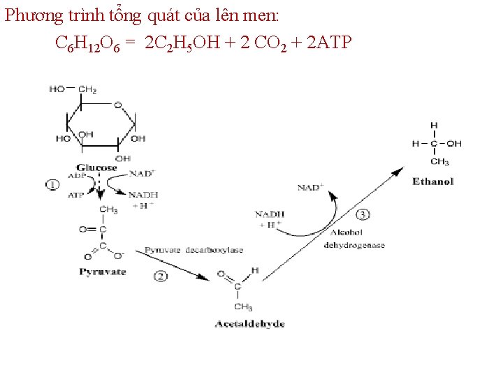 Phương trình tổng quát của lên men: C 6 H 12 O 6 =