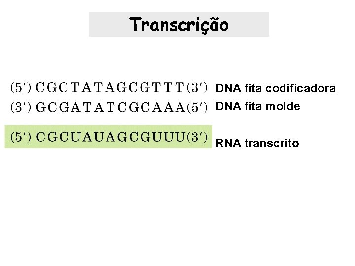 Transcrição DNA fita codificadora DNA fita molde RNA transcrito 
