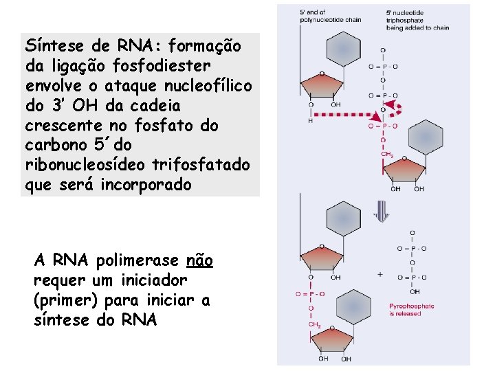 Síntese de RNA: formação da ligação fosfodiester envolve o ataque nucleofílico do 3’ OH