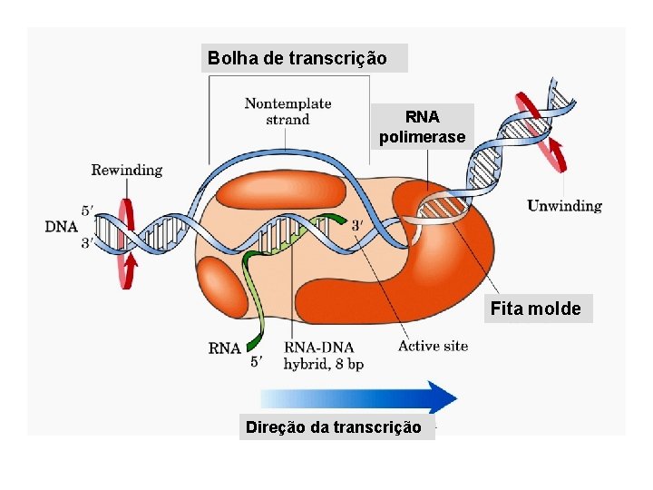 Bolha de transcrição RNA polimerase Fita molde Direção da transcrição 