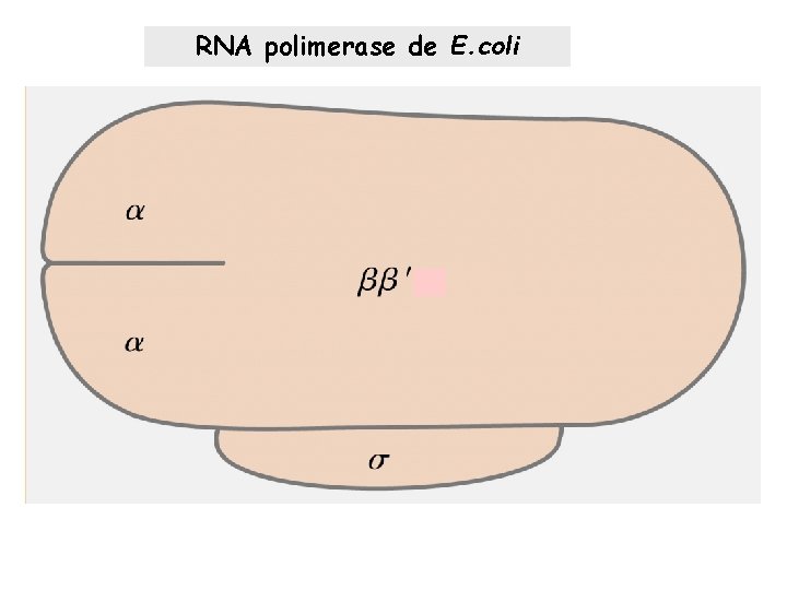 RNA polimerase de E. coli 