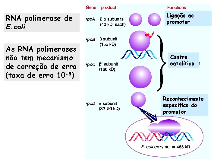 RNA polimerase de E. coli As RNA polimerases não tem mecanismo de correção de