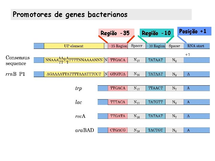 Promotores de genes bacterianos Região -35 Região -10 Posição +1 