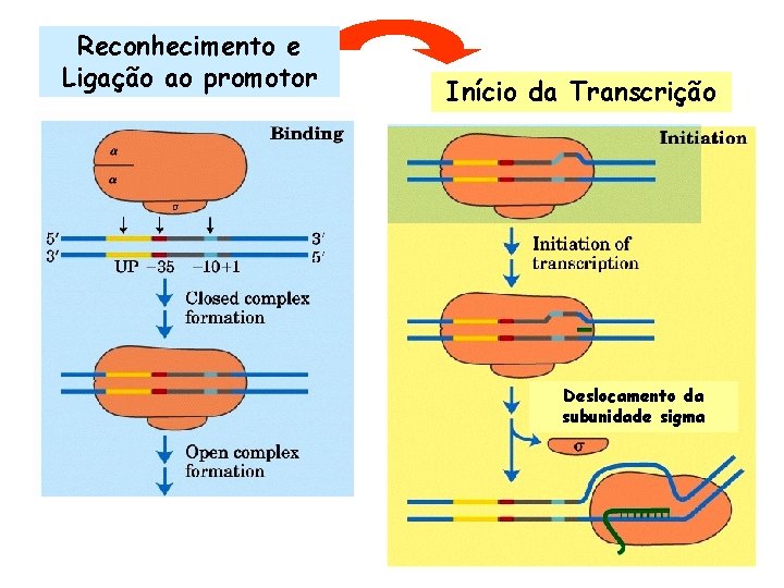 Reconhecimento e Ligação ao promotor Início da Transcrição Deslocamento da subunidade sigma 