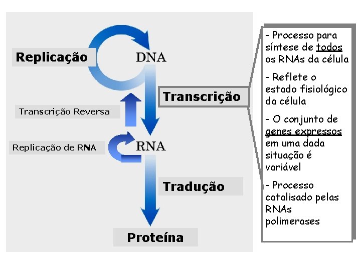 - Processo para síntese de todos os RNAs da célula Replicação Transcrição Reversa -