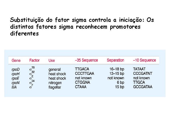Substituição do fator sigma controla a iniciação: Os distintos fatores sigma reconhecem promotores diferentes