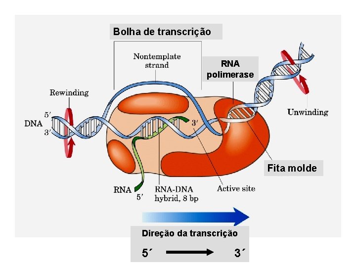 Bolha de transcrição RNA polimerase Fita molde Direção da transcrição 5´ 3´ 