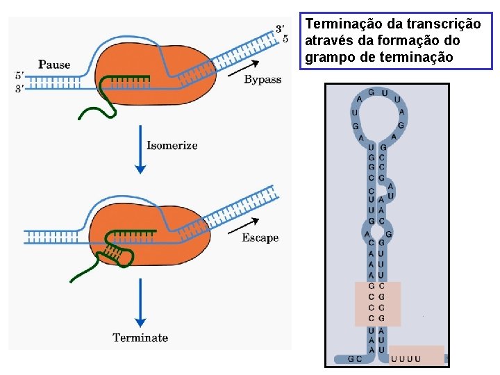 Terminação da transcrição através da formação do grampo de terminação 