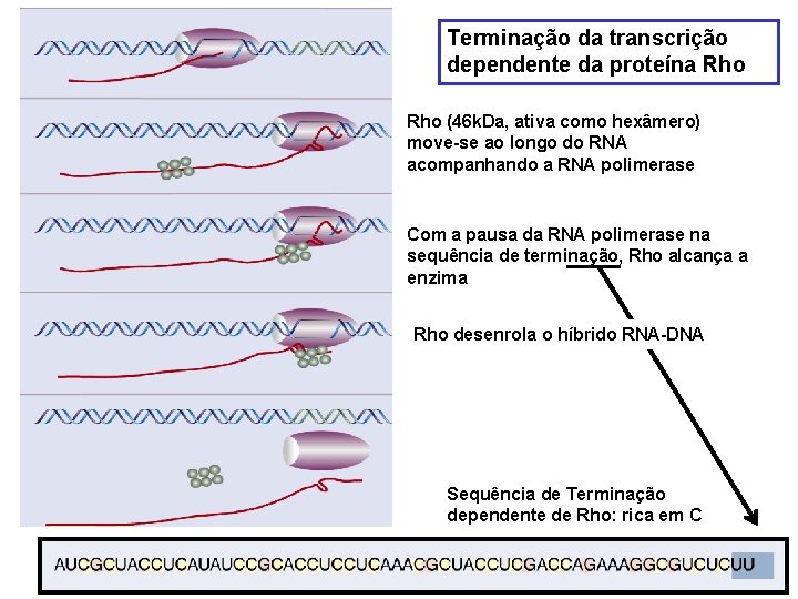 Terminação da transcrição dependente da proteína Rho (46 k. Da, ativa como hexâmero) move-se