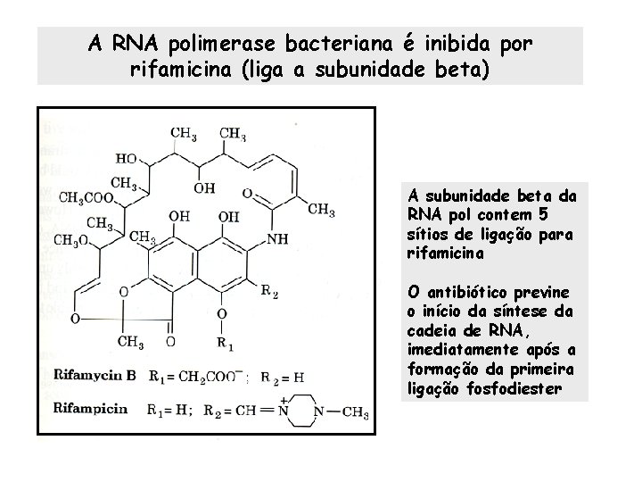 A RNA polimerase bacteriana é inibida por rifamicina (liga a subunidade beta) A subunidade