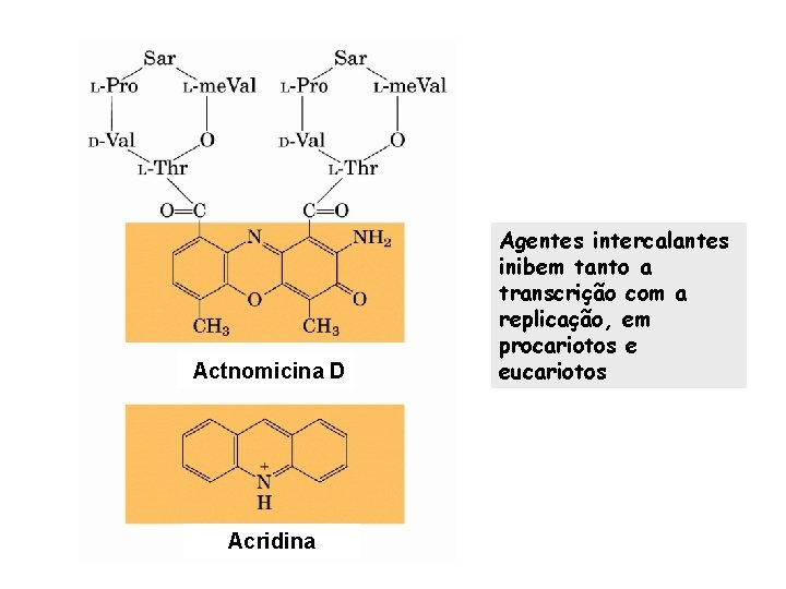 Actnomicina D Acridina Agentes intercalantes inibem tanto a transcrição com a replicação, em procariotos