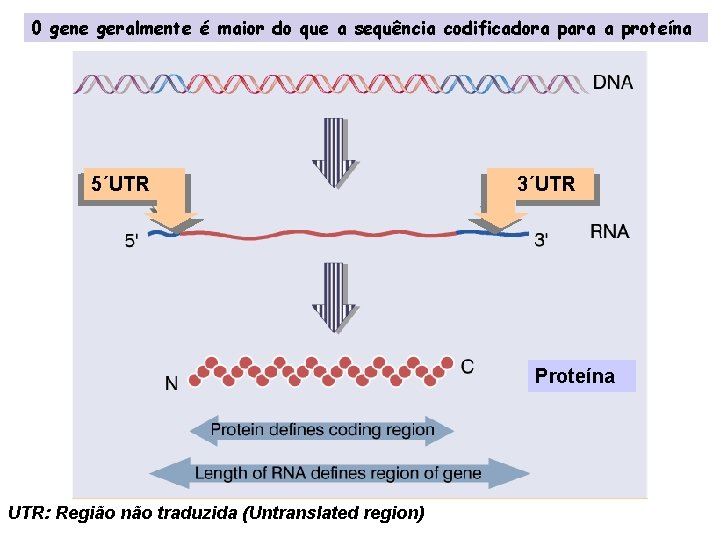 0 gene geralmente é maior do que a sequência codificadora para a proteína 5´UTR