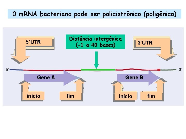 0 m. RNA bacteriano pode ser policistrônico (poligênico) 5´UTR Distância intergênica (-1 a 40