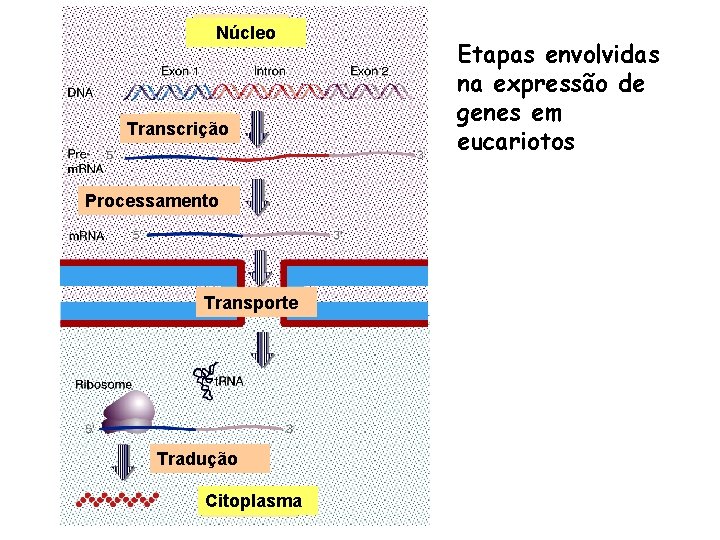 Núcleo Transcrição Processamento Transporte Tradução Citoplasma Etapas envolvidas na expressão de genes em eucariotos
