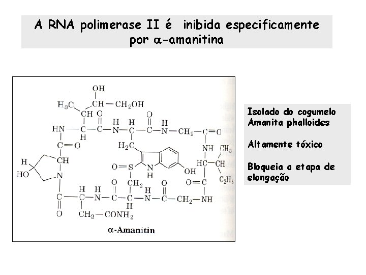 A RNA polimerase II é inibida especificamente por -amanitina Isolado do cogumelo Amanita phalloides