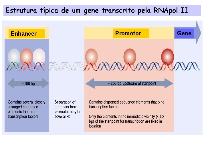 Estrutura típica de um gene transcrito pela RNApol II Enhancer Promotor Gene 