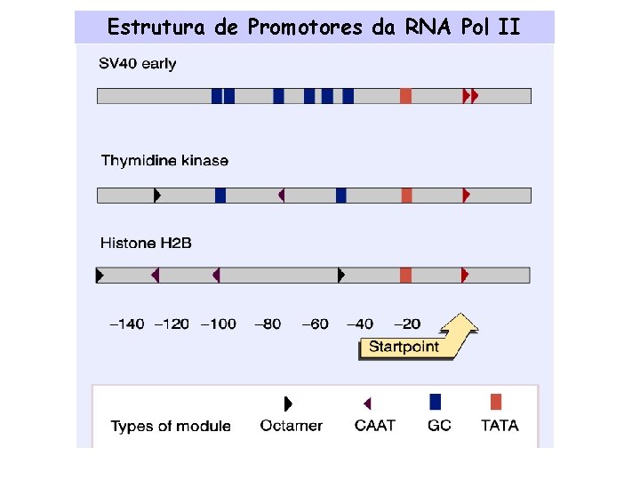 Estrutura de Promotores da RNA Pol II 