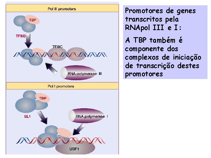 Promotores de genes transcritos pela RNApol III e I: A TBP também é componente