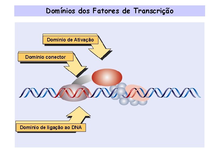 Domínios dos Fatores de Transcrição Domínio de Ativação Domínio conector Domínio de ligação ao