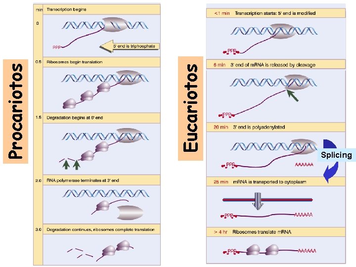 Eucariotos Procariotos Splicing 
