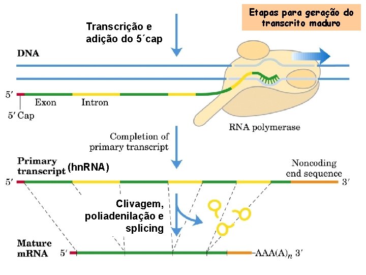 Transcrição e adição do 5´cap (hn. RNA) Clivagem, poliadenilação e splicing Etapas para geração