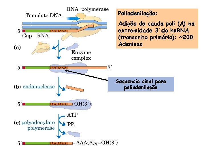 Poliadenilação: Adição da cauda poli (A) na extremidade 3´do hn. RNA (transcrito primário): ~200