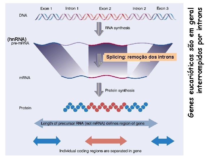 Splicing: remoção dos introns Genes eucarióticos são em geral interrompidos por introns (hn. RNA)