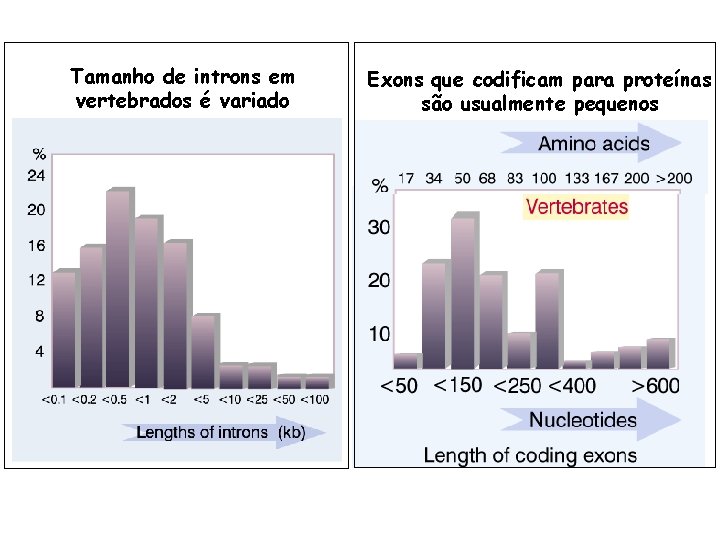 Tamanho de introns em vertebrados é variado Exons que codificam para proteínas são usualmente