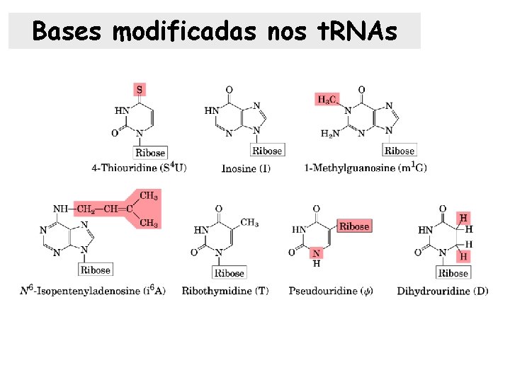 Bases modificadas nos t. RNAs 