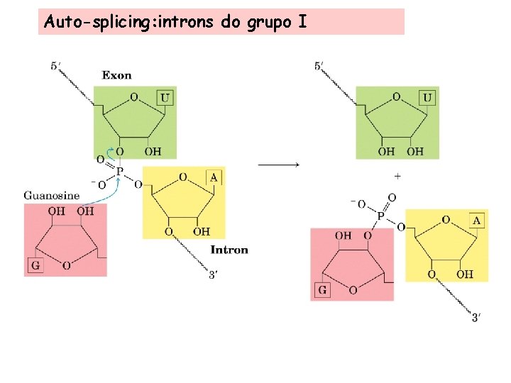 Auto-splicing: introns do grupo I 