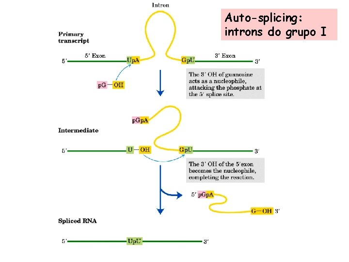 Auto-splicing: introns do grupo I 