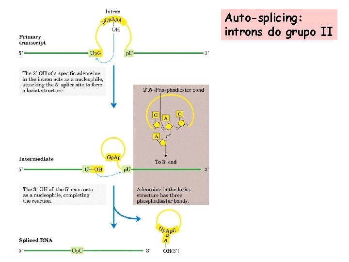 Auto-splicing: introns do grupo II 