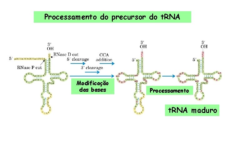 Processamento do precursor do t. RNA Modificação das bases Processamento t. RNA maduro 