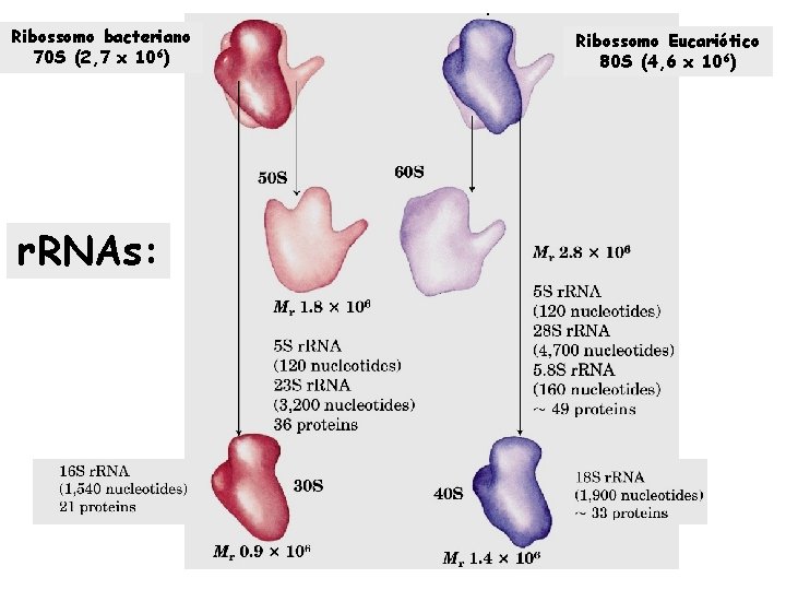 Ribossomo bacteriano 70 S (2, 7 x 106) r. RNAs: Ribossomo Eucariótico 80 S