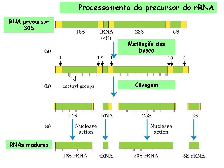 Processamento do precursor do r. RNA precursor 30 S Metilação das bases Clivagem RNAs