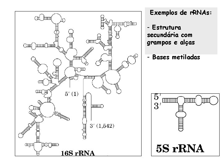 Exemplos de r. RNAs: - Estrutura secundária com grampos e alças - Bases metiladas