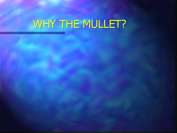 WHY THE MULLET? 