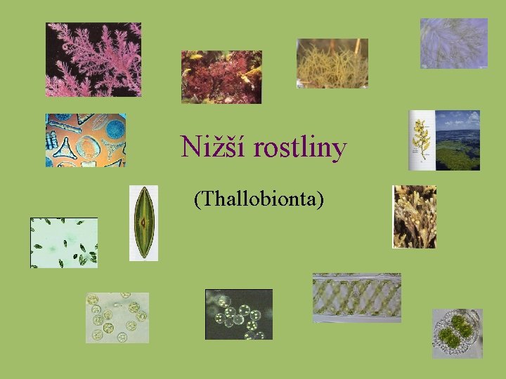 Nižší rostliny (Thallobionta) 