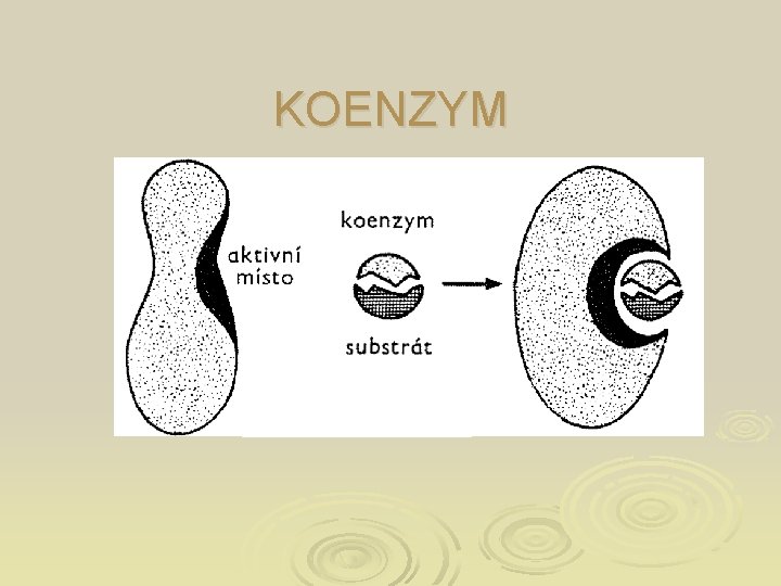 KOENZYM 