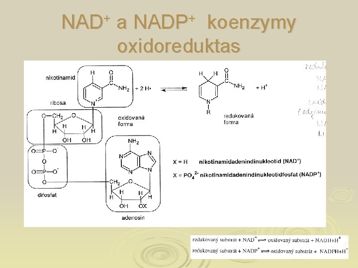 NAD+ a NADP+ koenzymy oxidoreduktas 