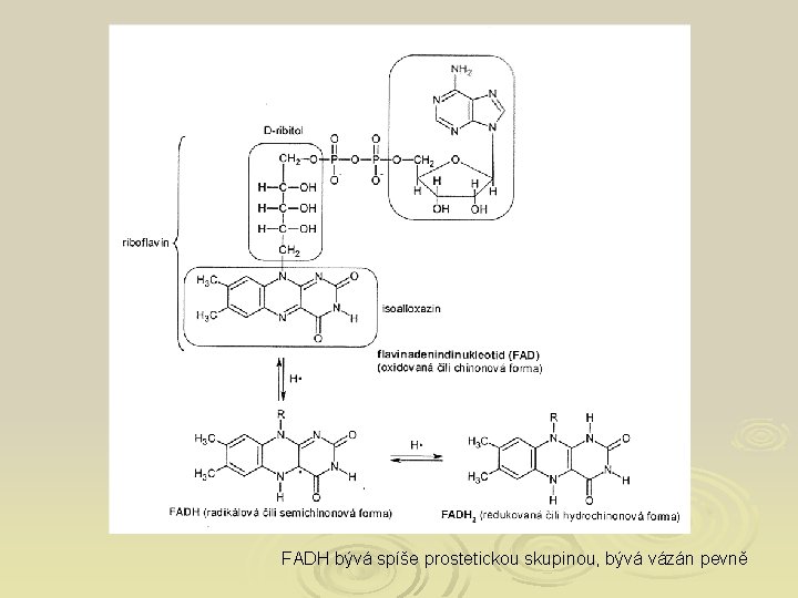 FADH bývá spíše prostetickou skupinou, bývá vázán pevně 