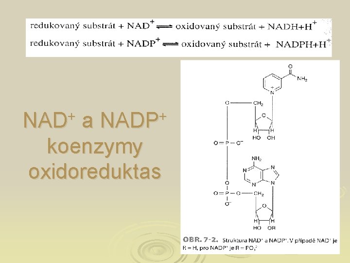 NAD+ a NADP+ koenzymy oxidoreduktas 