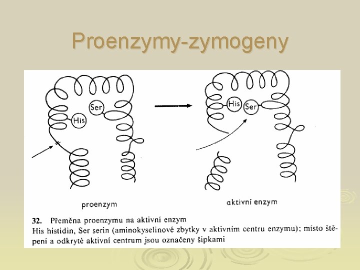 Proenzymy-zymogeny 
