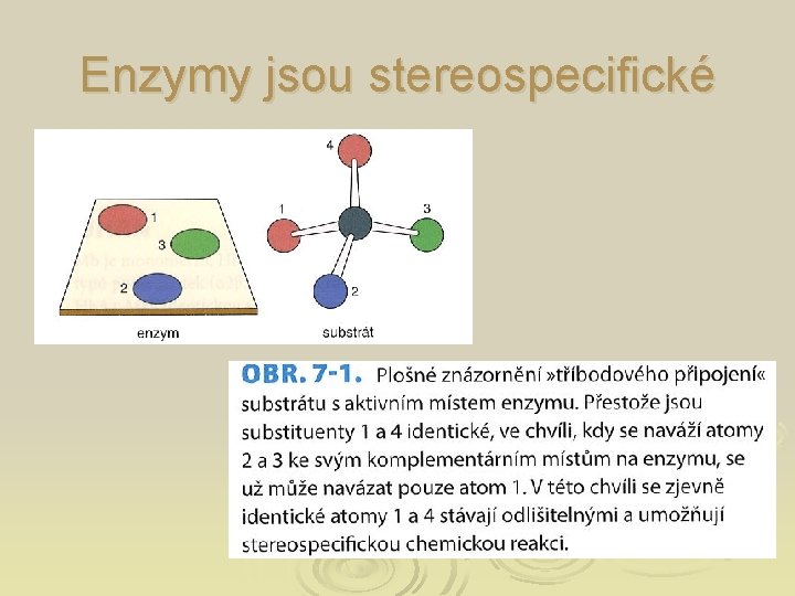 Enzymy jsou stereospecifické 