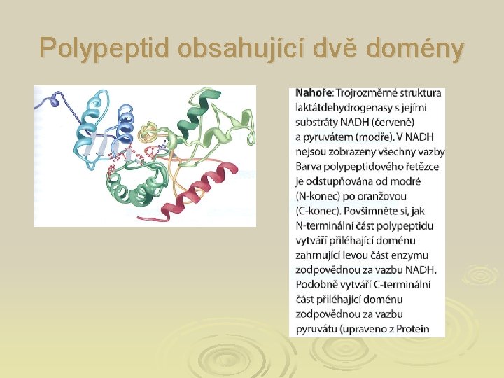 Polypeptid obsahující dvě domény 