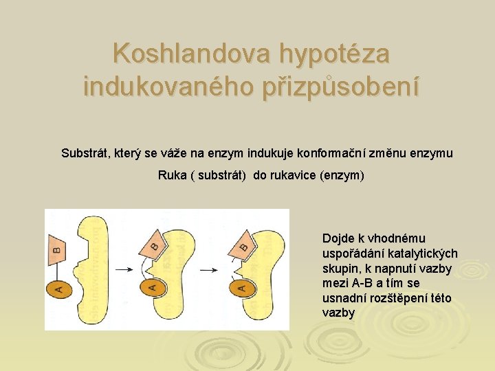 Koshlandova hypotéza indukovaného přizpůsobení Substrát, který se váže na enzym indukuje konformační změnu enzymu