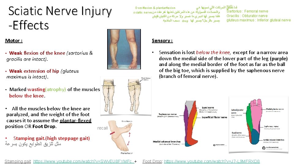 Sciatic Nerve Injury -Effects NS: ﻟﻤﺎ Dorsiflexion & plantarflexion ﻧﻤﺸﻲ ﺍﻟﺤﺮﻛﺎﺕ ﺍﻟﻠﻲ ﻧﺴﻮﻳﻬﺎ ﻫﻲ