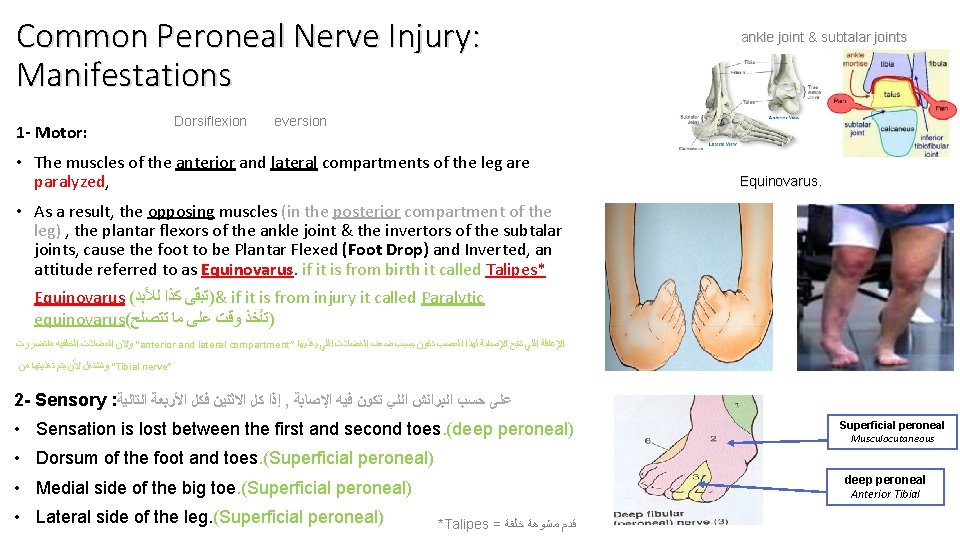 Common Peroneal Nerve Injury: Manifestations 1 - Motor: Dorsiflexion ankle joint & subtalar joints