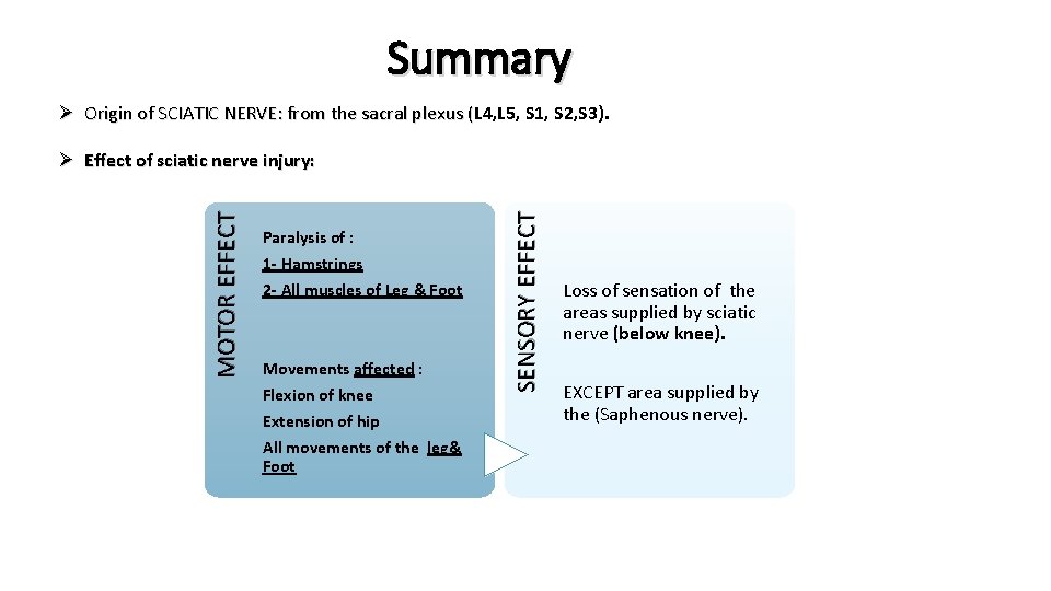 Summary Ø Origin of SCIATIC NERVE: from the sacral plexus (L 4, L 5,